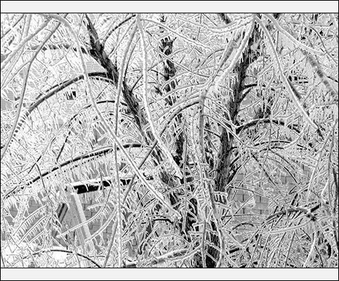 Icy Trees